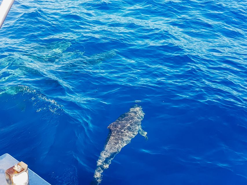 Gran Canaria: Catamaran Dolphin Watch Cruise with Snorkeling - Should you book this Gran Canaria dolphin cruise?