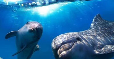 Gran Canaria: Dolphin and Whale Watching Cruise - Multiacuatic GC catamaran: comfort, layout, and what to wear
