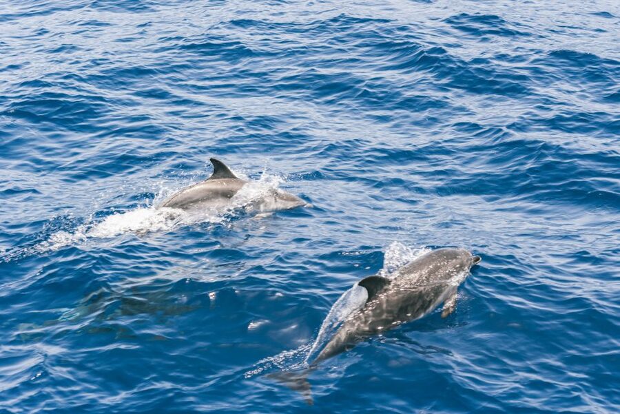 Gran Canaria: Dolphin and Whale Watching Cruise - What to expect on the water: a typical flow of the 2-hour safari