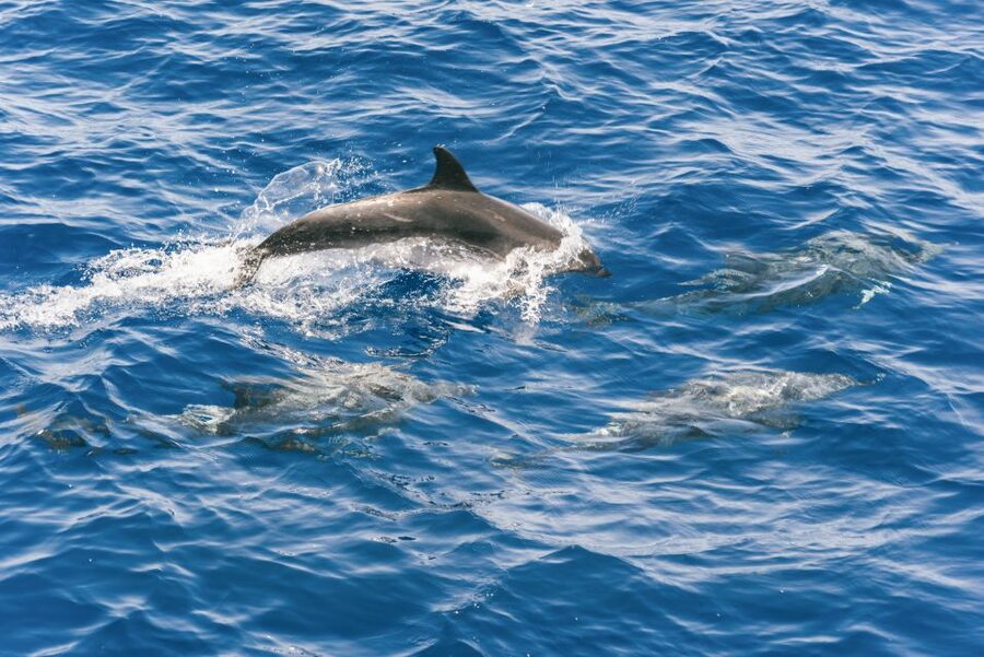 Gran Canaria: Dolphin and Whale Watching Cruise - Drinks, snacks, and small comfort wins (that actually matter)