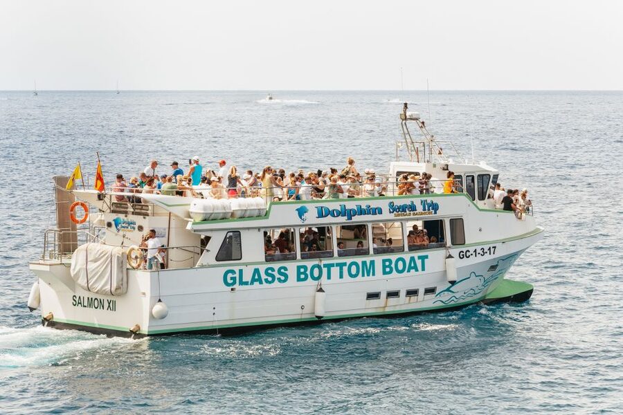 Gran Canaria: Dolphin and Whale Watching Cruise - $40 per person: what you’re really getting value for