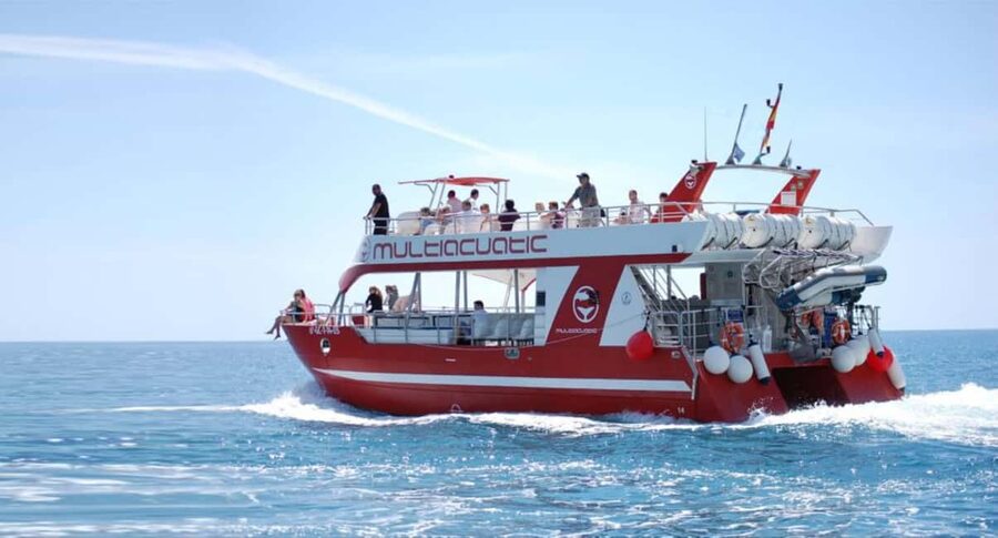 Gran Canaria Dolphin Safari and a swim - What this tour feels like: wildlife first, then swim time