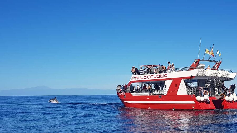 Gran Canaria Dolphin Safari and a swim - The Atlantic search zone: what you’re actually watching for