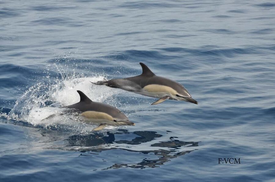 Gran Canaria Dolphin Safari and a swim - What to bring so the day feels easy (not annoying)