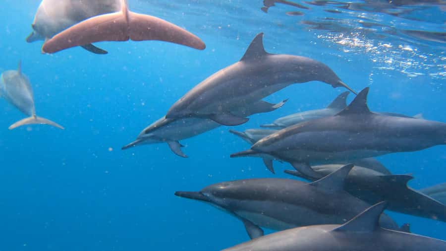 Grande Riviere Noire: Boat Tour and Swimming with Dolphins - Sunrise on the west coast: why this dolphin swim feels different