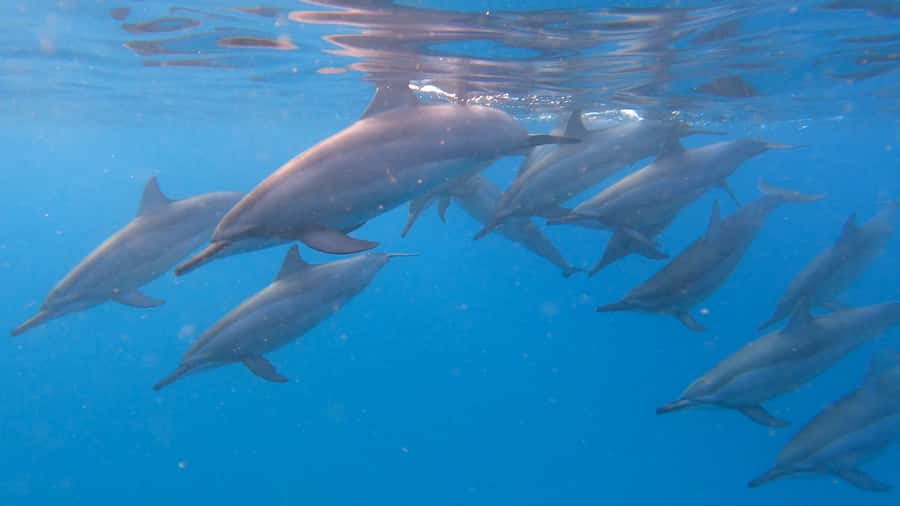 Grande Riviere Noire: Boat Tour and Swimming with Dolphins - A new boat, a small group, and dolphin-respect rules