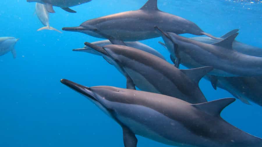 Grande Riviere Noire: Boat Tour and Swimming with Dolphins - Spinner and bottlenose dolphins: what you’re likely to see