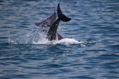 Grande Riviere Noire: Boat Tour and Swimming with Dolphins - What the 2-hour trip looks like, step by step