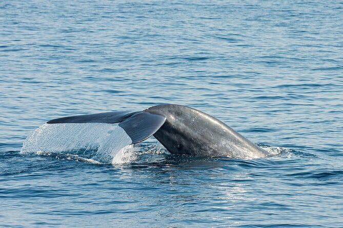 Great Whales Education Programe Dolphins and Whales are in SL - Key things that make Great Whales worth your time
