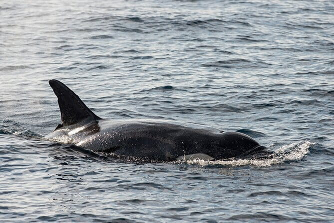 Great Whales Education Programe Dolphins and Whales are in SL - Where Great Whales fits in your Sri Lanka plan (Galle area, Matara base)