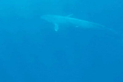 Great Whales Education Programe Dolphins and Whales are in SL - Meet your guide: Ms. A.H. Deepika Kumari’s local experience