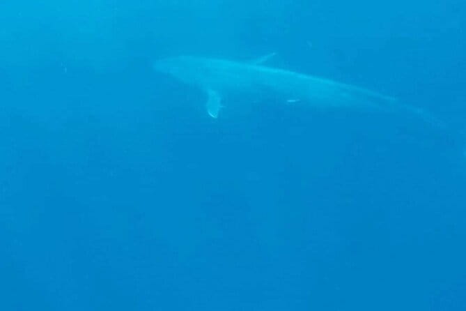 Great Whales Education Programe Dolphins and Whales are in SL - Meet your guide: Ms. A.H. Deepika Kumari’s local experience