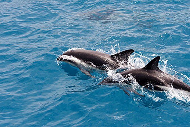 Guaranteed Dolphin Sighting Tour on Tropics Boat Tours - Why this Clearwater dolphin cruise fits real vacation schedules