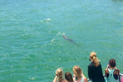 Guaranteed Dolphin Sighting Tour on Tropics Boat Tours - The boat experience: upstairs, main cabin, and how it changes your comfort