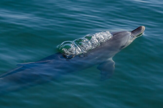 Guided Dolphin Eco-Cruise in Koombana Bay - What your 60–90 minutes on the water actually feels like