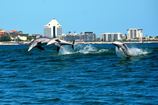 Guided Dolphin Eco-Cruise in Koombana Bay - The dolphins you might see, and how to watch for more than a flash