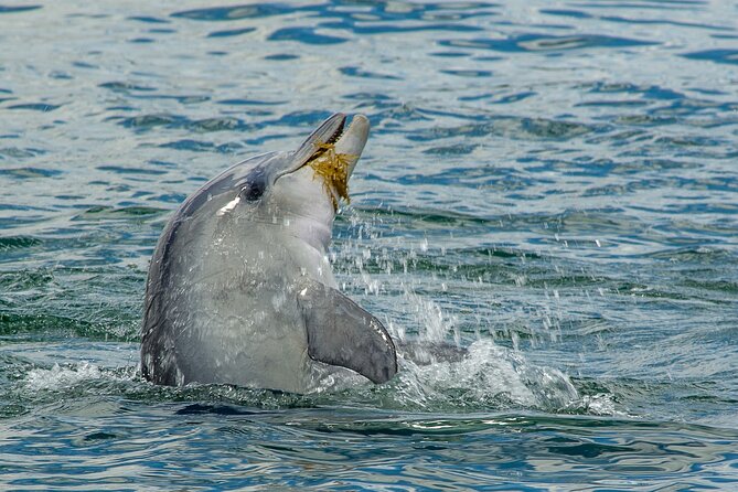 Guided Dolphin Eco-Cruise in Koombana Bay - Friendly staff, skilled spotting, and the guide name you might hear