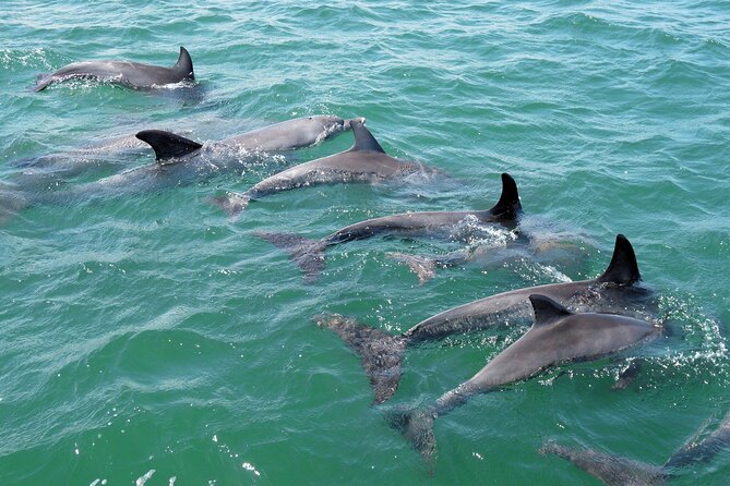 Guided Dolphin Eco-Cruise in Koombana Bay - Price and value: is $46.62 worth it?