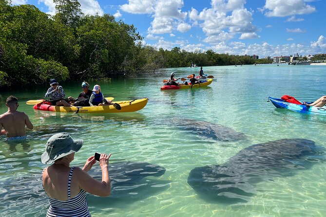 Guided Dolphin Eco Tour by Kayak & SUP - Fort Myers Beach, FL - Key highlights you’ll care about