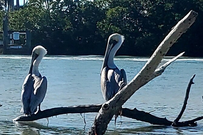 Guided Dolphin Eco Tour by Kayak & SUP - Fort Myers Beach, FL - Guides Like Nick, Hannah, Seth, and Josh Make the Difference