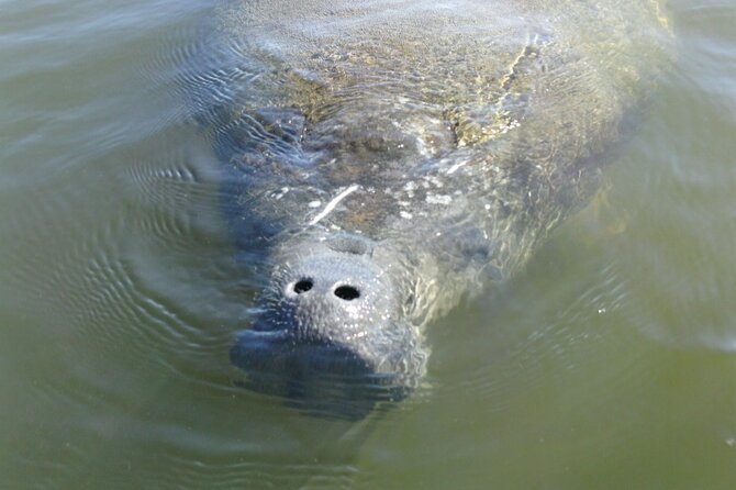 Guided Dolphin Eco Tour by Kayak & SUP - Fort Myers Beach, FL - Who This Tour Fits Best (and Who Might Skip It)