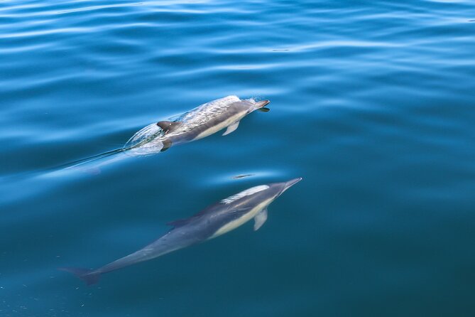 Guided Dolphin Watching in the Arrábida Natural Park - Key Highlights You’ll Actually Care About