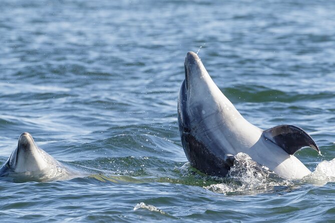 Guided Dolphin Watching in the Arrábida Natural Park - Sesimbra at 10:00: Meeting Point and What to Expect