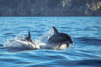 Guided Dolphin Watching in the Arrábida Natural Park - The Boat Route Through Parque Marinho Luiz Saldanha