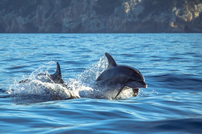 Guided Dolphin Watching in the Arrábida Natural Park - The Boat Route Through Parque Marinho Luiz Saldanha
