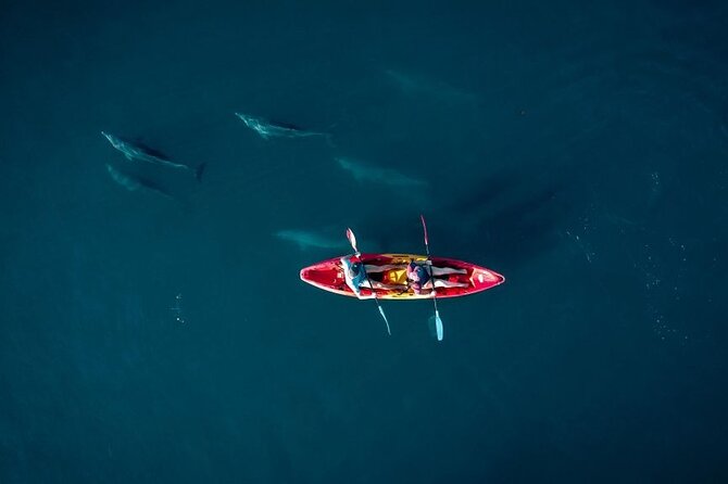 Guided Kayak 2-Hour Activity with Dolphins - Key Highlights You Should Know Before You Go