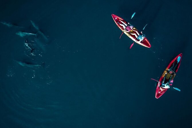 Guided Kayak 2-Hour Activity with Dolphins - If Dolphins Aren’t In Reach: The Tamarin River Wildlife Plan