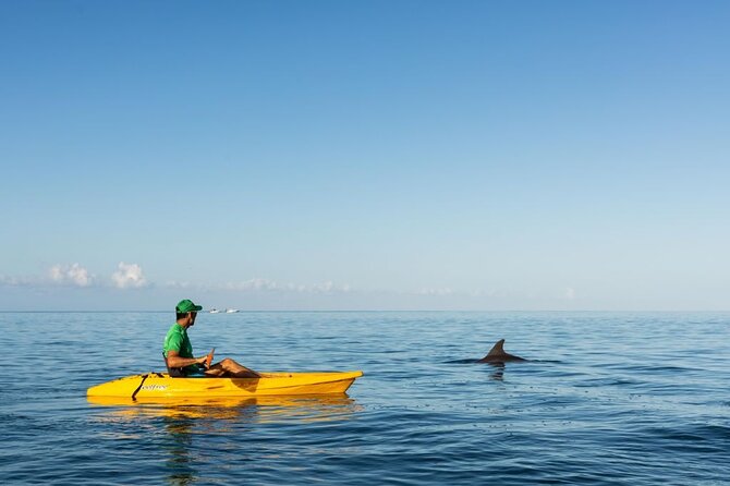Guided Kayak 2-Hour Activity with Dolphins - Meeting Time, Gear, and Small-Group Logistics That Matter