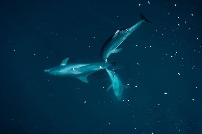 Guided Kayak 2 Hours Activity with Dolphins - The Dolphin-Watching Goal: Spinner and Bottlenose, in Their Timing