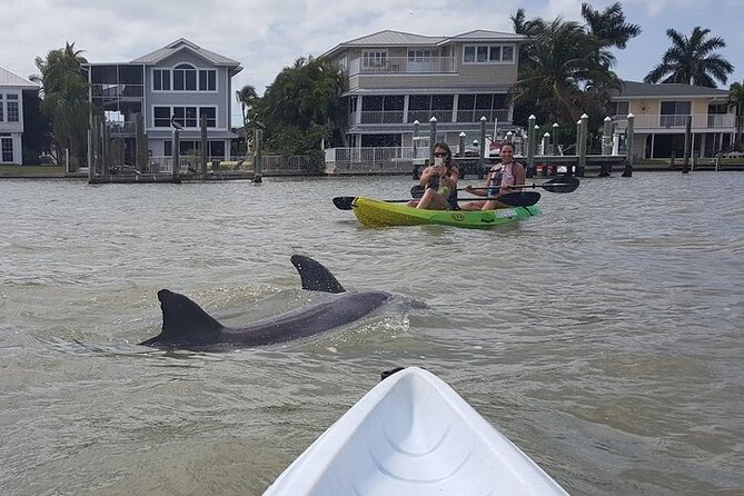 Guided Kayak Dolphin Eco Tour in Pelican Bay - Paddling Pelican Bay: What Makes This Tour Worth Your Time