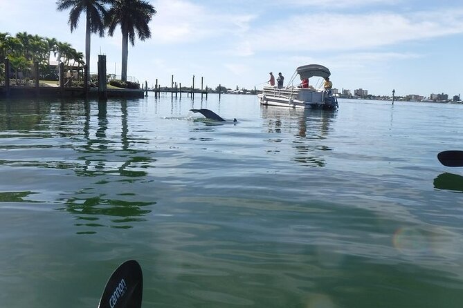 Guided Kayak Dolphin Eco Tour in Pelican Bay - Wildlife Chances: Birds, Manatees, Dolphins, and the Little Stuff