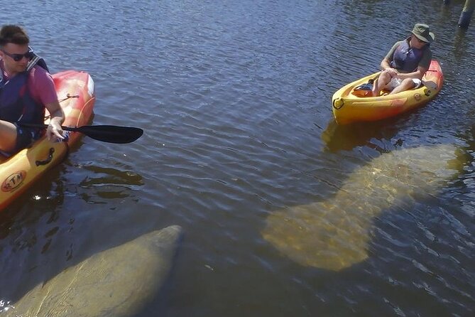 Guided Kayak Dolphin Eco Tour in Pelican Bay - Where You Paddle: From Mangrove Canals to Sandy Edges