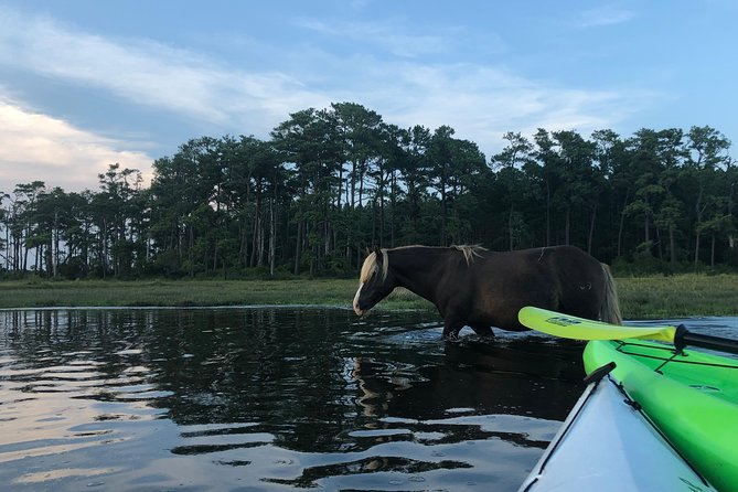 Guided Kayak Tour to see ponies, birds, dolphins and more - Key highlights worth planning around