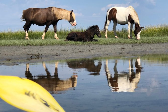 Guided Kayak Tour to see ponies, birds, dolphins and more - Stop 1 on Chincoteague Island: coves, channels, and wildlife sightings