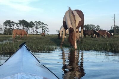 Guided Kayak Tour to see ponies, birds, dolphins and more - Your guide and the small-group advantage with Assateague Adventures