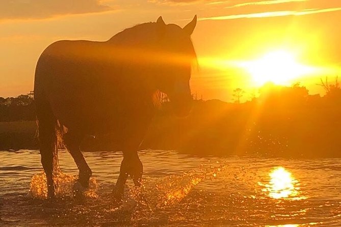 Guided Kayak Tour to see ponies, birds, dolphins and more - Ponies, birds, and dolphins: how to set expectations (and spot them)