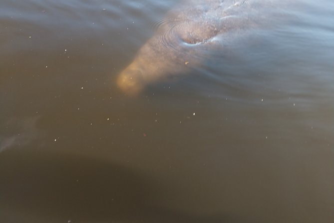 Guided Kayak Tour with Manatee & Dolphin Sightings - Wildlife Spotting: Manatees, Dolphins, and the Other Stuff You’ll Notice
