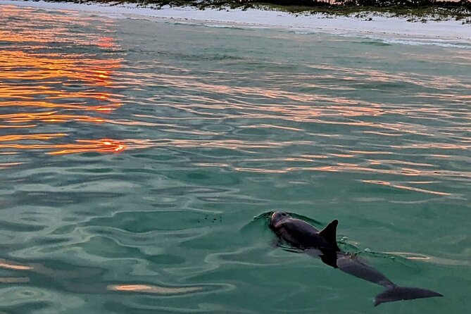 Guided Sunset and Eco Tour Non Private in Destin, FL - Key Highlights You Should Know