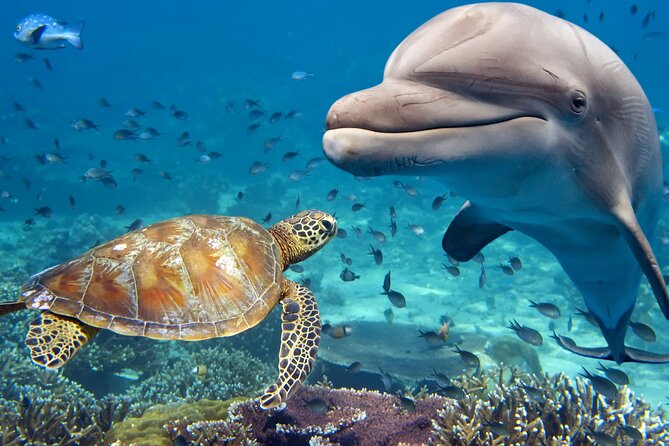 Guided Tour for Dolphin & Sea Turtle Observation in Saint Augustine, Florida - Why guided Matanzas River kayaking beats paddling solo