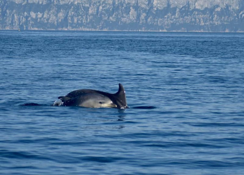 Gulf of Olbia: Dolphin watching by dinghy - Heading out from Chiringuito Bados: quick start, easy access
