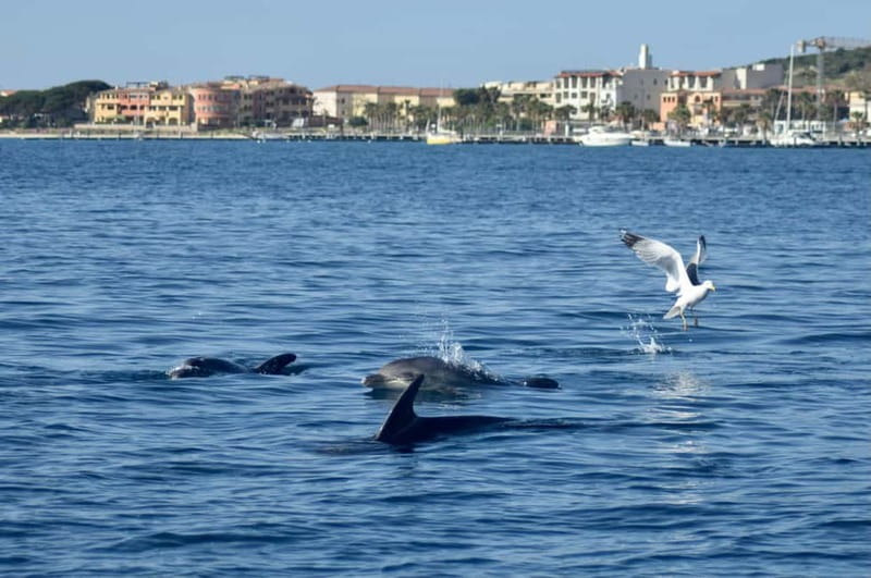 Gulf of Olbia: Dolphin watching by dinghy - Cala Moresca swim stop: short time, clear rewards