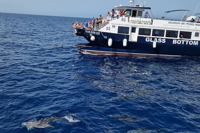 Half-Day Cruise Tour-Dolphin and Whale Watching - Key Highlights Worth Prioritizing
