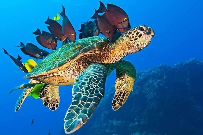 Half-Day Dolphin & Snorkeling Tour in Mnemba Island Zanzibar - Matemwe Beach and the Coral Garden: Snorkeling That Feels Purpose-Built