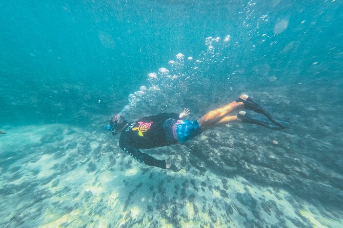 Half-Day Dolphin Watching and Snorkeling in Samara - Morning logistics in Sámara: 8:00am, one meeting point, then out to sea