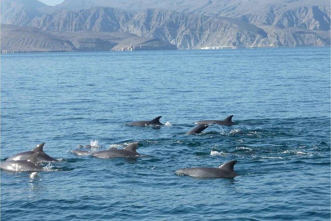 Half Day Dolphin Watching Musandam Dhow Cruise - Price Check: Is $55 Good Value for This Fjord Day?