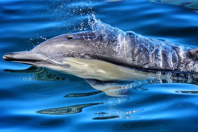 Half Day Dolphin & Wildlife Cruise - Tauranga - Key things that make this Tauranga dolphin cruise work
